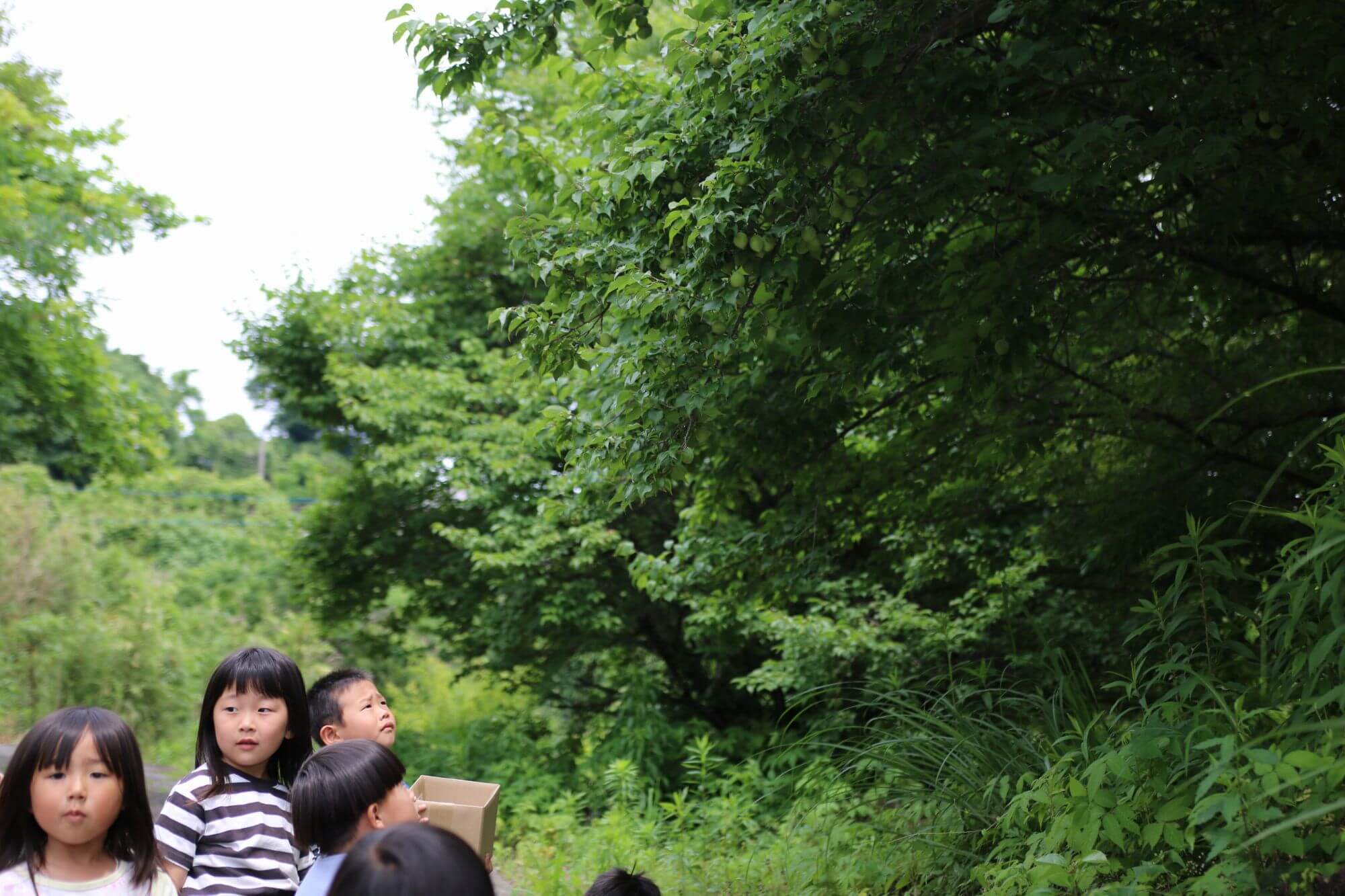 梅ちぎり